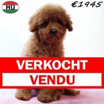 Poedel 020825 F(HU7393) 191125 Verkocht - Vendu.jpg