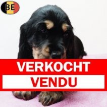 Engelse Cocker 240925 F(BE5039) 191125 Verkocht - Vendu.jpg