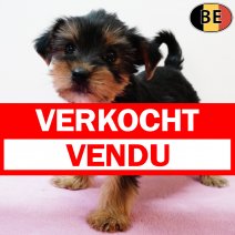 Yorkshire Terrier 250825 F(BE0938) 291025 verkocht - vendu.jpg