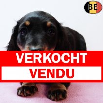Teckel Langhaar 030925 F(BE4820) 081125 verkocht - vendu.jpg