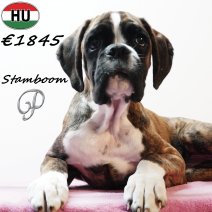 Boxer FCI Stamboom 100725 F(HU0277) 191125.jpg