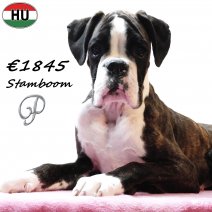 Boxer FCI Stamboom 100725 F(HU0264) 191125.jpg