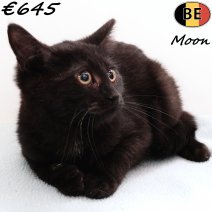 Europese Korthaar Moon 030825 M(BE0879) 221125.jpg