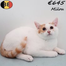 Europese Korthaar Milou 030825 M(BE0895) 221125.jpg