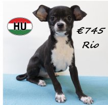 type Chihuahua Rio 250625 M (HU7291) 151025.jpg