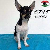 type Chihuahua Lucky 300525 M(HU3407) 101125.jpg