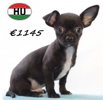 Chihuahua M 220625 (HU1867) 141025..jpg