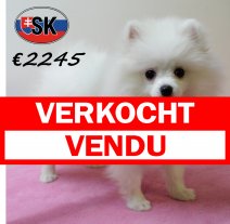 Keesje F 130625 (SK2281) 141025 verkocht - vendu.jpg