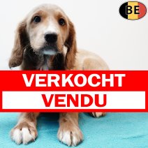 X Cockapoo 010925 M(BE1091) 141125 verkocht - vendu.jpg