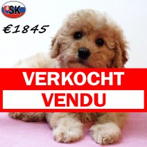 Cavapoo 240725 F(SK6454) 121125 verkocht - vendu.jpg