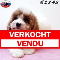 Cavapoo 240725 M(SK6435) 121125 verkocht - vendu.jpg