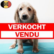 X Cockapoo 010925 M(BE1077) 141125 verkocht - vendu.jpg