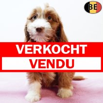 Cockapoo 010925 F(BE1073) 141125 verkocht - vendu.jpg