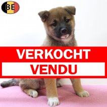 Shiba Inu 290825 F(BE0768) 271025 verkocht - vendu.jpg