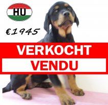 Rottweiler 290625 F (HU3388) 151025 verkocht - vendu.jpg
