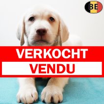Labrador 100925 M(BE5294) 141125 verkocht - vendu.jpg