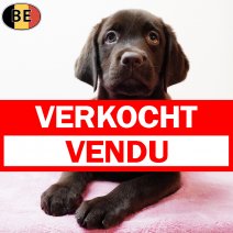 Labrador 100925 F(BE4655) 141125 verkocht - vendu.jpg