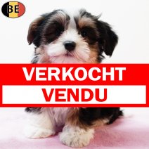 Havanezer 080925 F(BE5227) 141125 verkocht - vendu.jpg