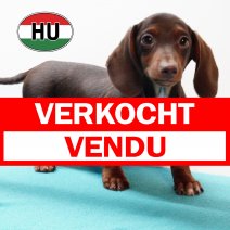 Teckel 310725 M (HU7210) 191125 verkocht - vendu.jpg