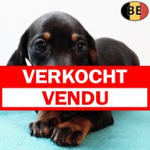 Teckel Korthaar 030925 M(BE4233) 081125 verkocht -vendu.jpg