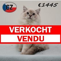 Ragdoll 010725 M (CZ3080) 051125 verkocht - vendu.jpg