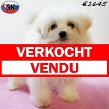 Pomapoo 240625 F(SK6727) 121125 verkocht - vendu.jpg