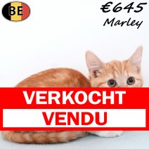 Europese Korthaar Marley 030825 M(BE0967) 221125 verkocht - vendu.jpg