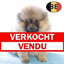 Keesje M 140825 (BE3048) 141025 verkocht - vendu.jpg