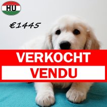 Golden Retriever 140725 M(HU3722) 121125 verkocht - vendu.jpg