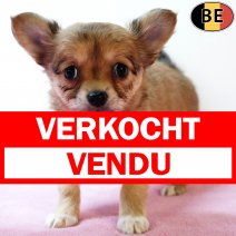 Chihuahua 020925 F(BE5072) 291025 verkocht - vendu.jpg
