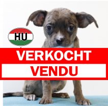 type Chihuahua Rodeo 250625 M (HU7292) 151025 verkocht - vendu.jpg