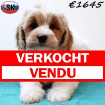 Cavapoo 240725 M(SK6446) 121125 verkocht - vendu.jpg
