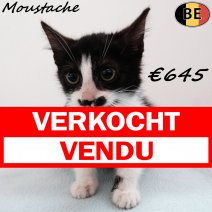 Europese Korthaar Moustache 030825 M(BE0899) 221125 verkocht - vendu.jpg