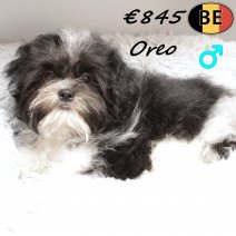 Shih Tzu Oreo 010825 M(BE0911) 241125.jpg