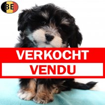 Havanezer 080925 M(BE4190) 141125 verkocht - vendu.jpg