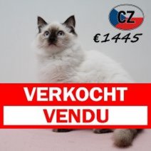 Ragdoll 240625 F (CZ3064) 051125 Verkocht - Vendu.jpg