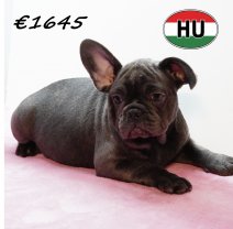 Franse Bulldog 020825 F (HU7374) 191125.JPG