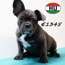 Franse Bulldog 020825 M (HU7368) 191125.JPG