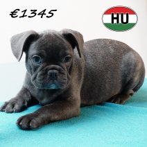Franse Bulldog 020825 M (HU7369) 191125.JPG