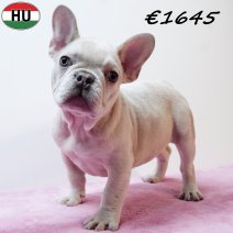 Franse Bulldog 310725 F(HU7398) 191125.jpg