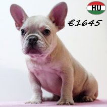 Franse Bulldog 310725 F(HU7399) 191125.jpg