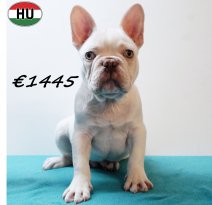 Franse Bulldog 310725 M(HU7395) 191125.jpg