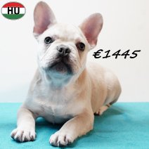 Franse Bulldog 310725 M(HU7396) 191125.jpg
