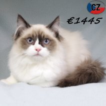 Ragdoll 120725 M(CZ6382) 251125.jpg