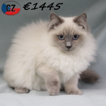Ragdoll 120725 M(CZ6395) 251125.jpg