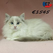 Ragdoll 160725 F(CZ6385) 251125.jpg