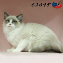 Ragdoll 090725 F(CZ2880) 251125.jpg