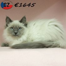 Ragdoll 120725 F(CZ6381) 251125.jpg