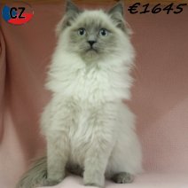 Ragdoll 080725 F(CZ9396) 251125.jpg