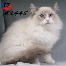 Ragdoll 090725 M(CZ1657) 251125.jpg